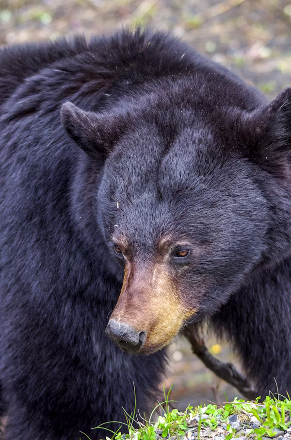 Black Bear