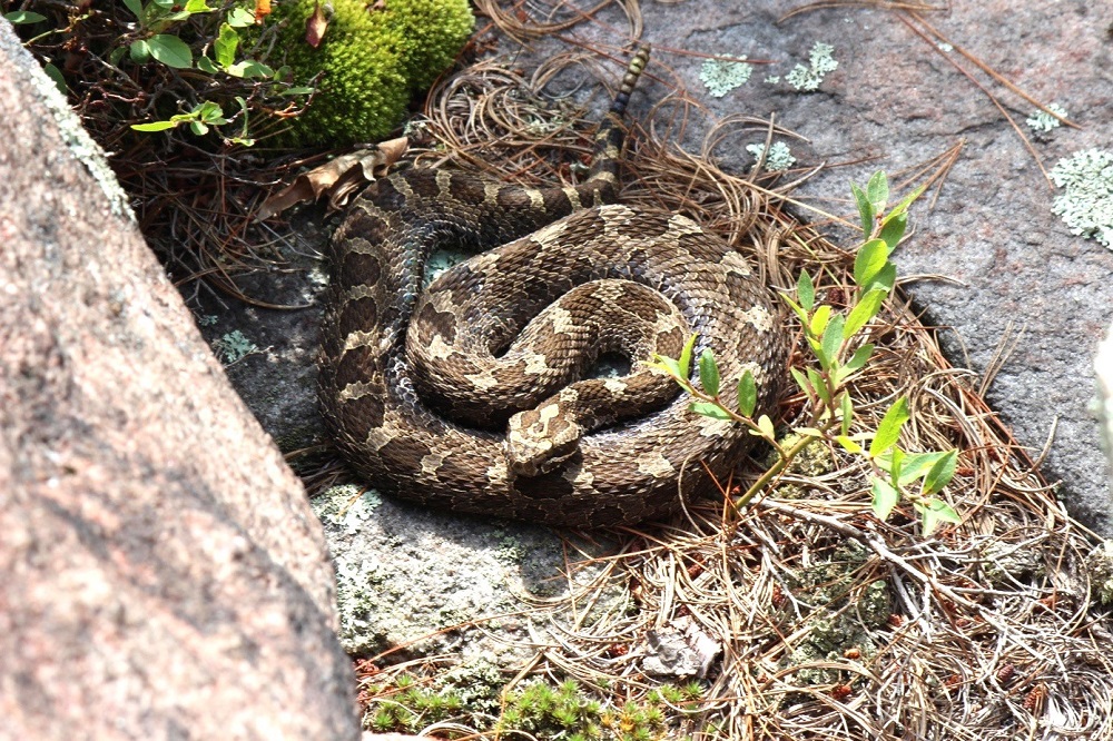 Massasauga Rattlesnake