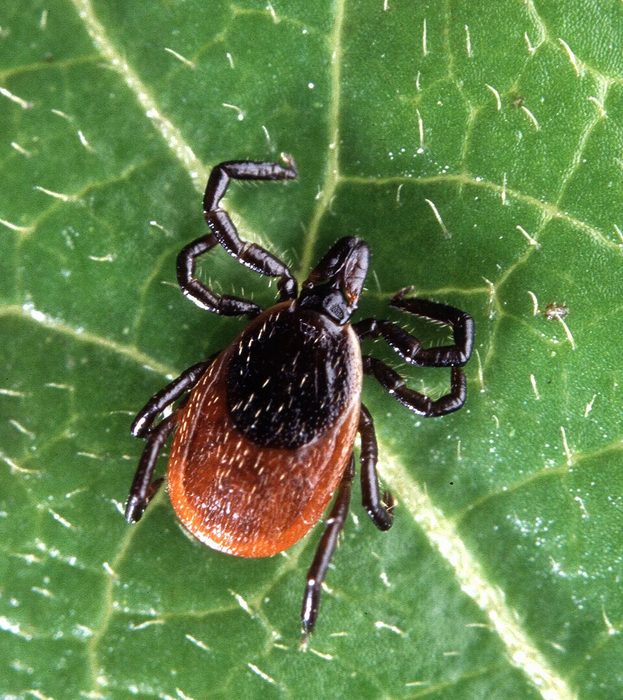 Adult female blacklegged tick on a leaf, showing black shield and reddish-orange body