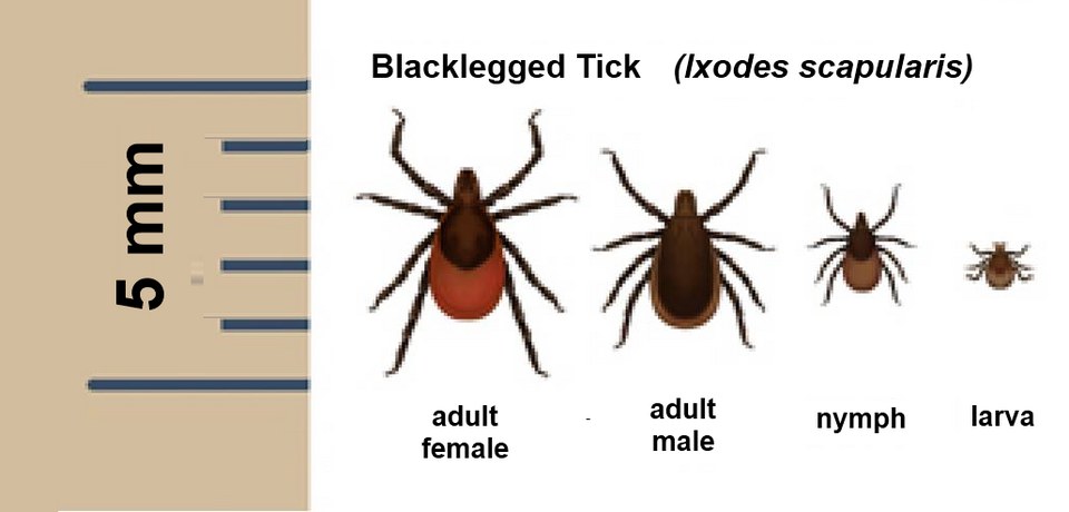Blacklegged tick life stages shown against a 5 mm scale: adult female, adult male, nymph and larva, decreasing in size